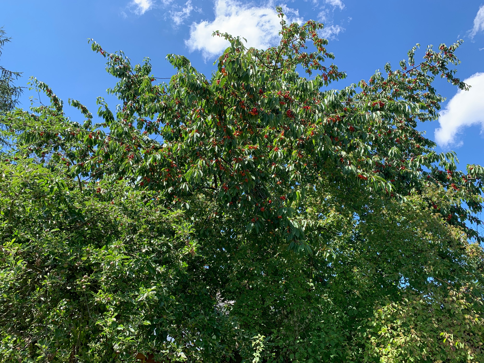Baumkrone und blauer Himmel